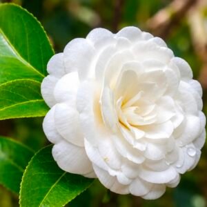 Camelia White