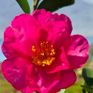 Camelia Pink