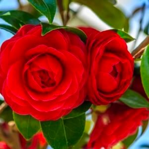 Camelia Red
