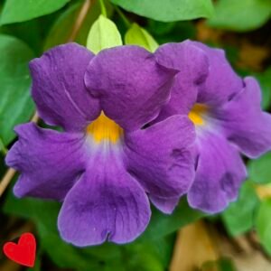 Thunbergia Bush