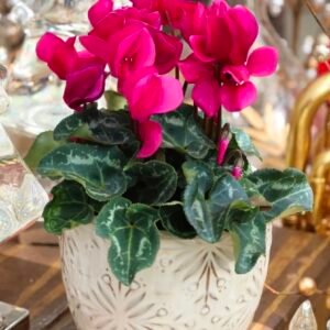 Cyclamen Multi Shades
